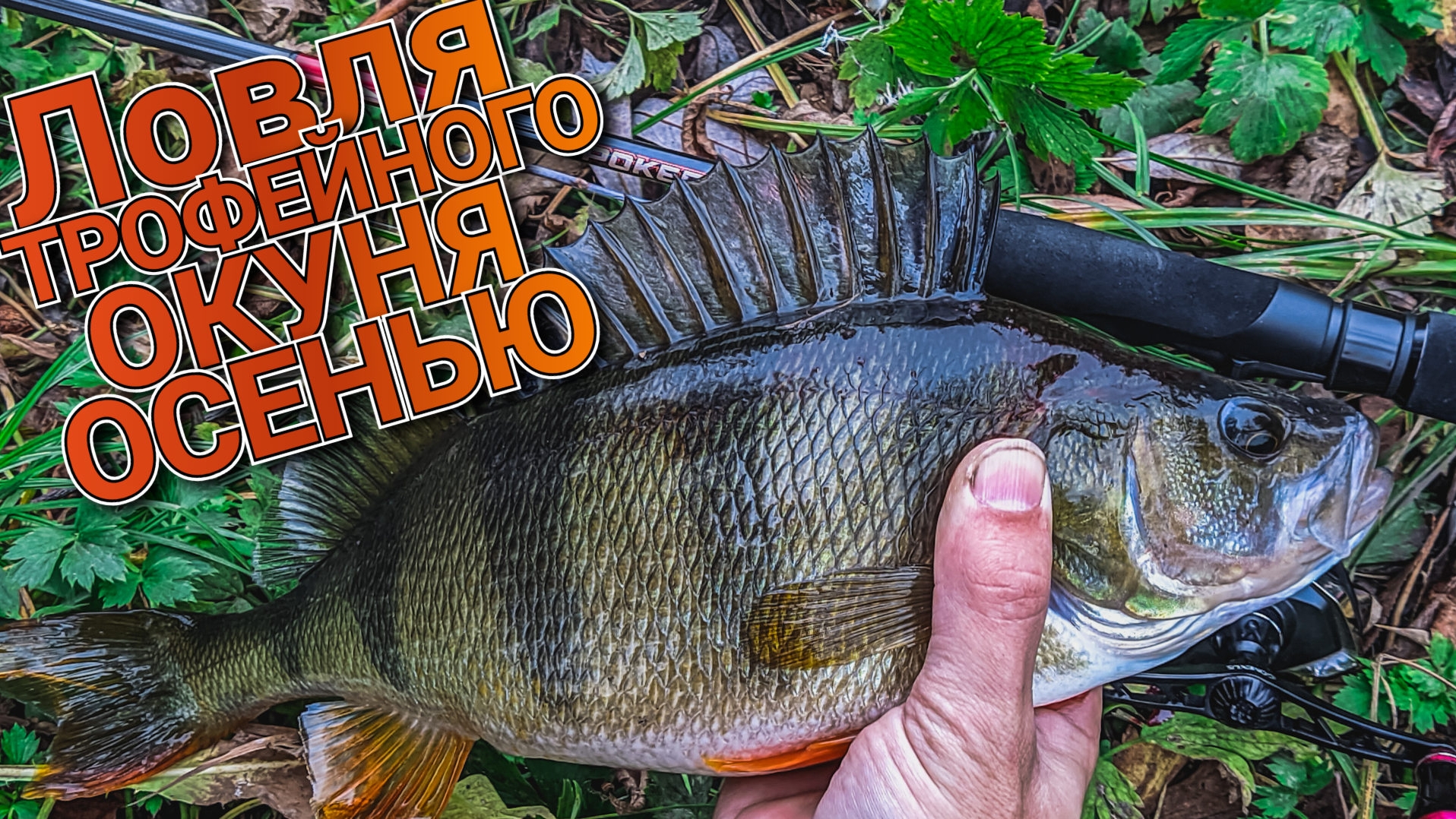 Оснастка которая выручает осенью | Тестируем Narval Fishing Poker 762L | Крупный окунь на JigRig