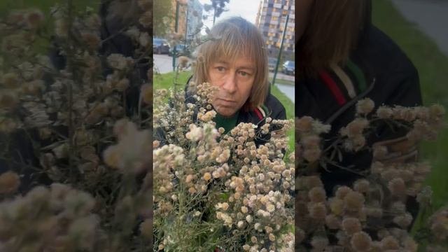 Новая мания массовой рассадки деревьев у творческой семьи Шахраев 🤩🌳#monishastar #евгенийшахрай