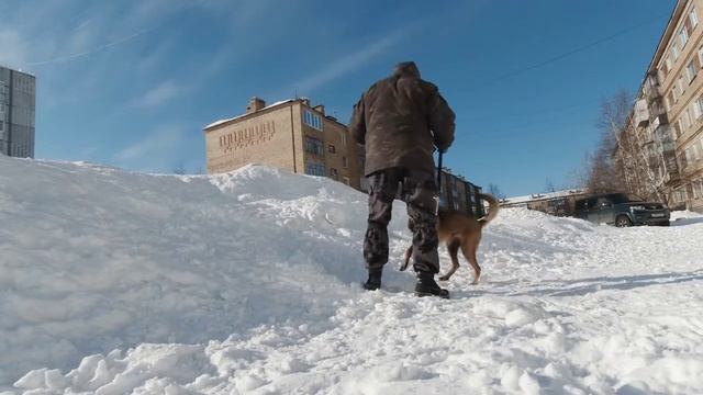 Разыгрывание собаки