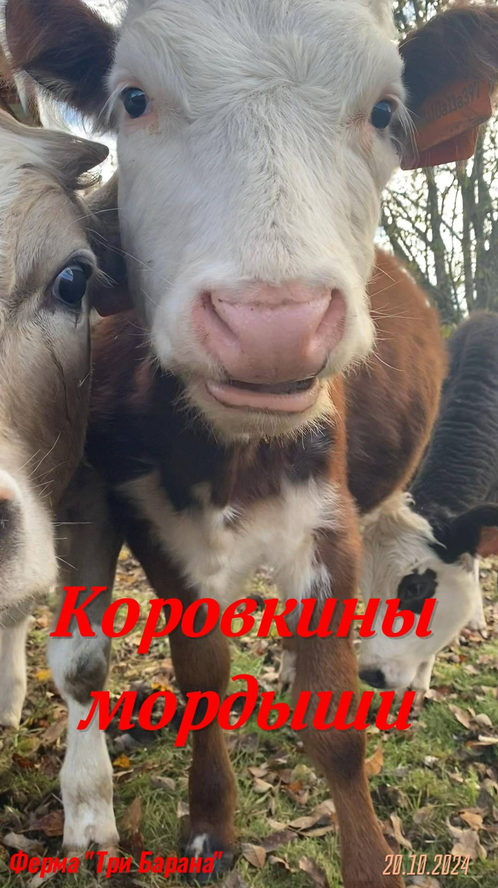 Коровкины мордыши