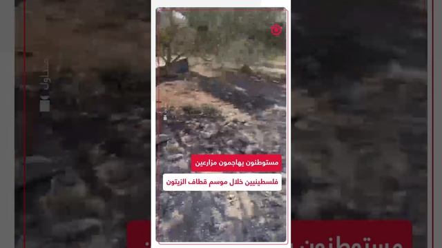 مستوطنون إسرائيليون يهاجمون مزارعين  فلسطينيين خلال موسم قطاف الزيتون