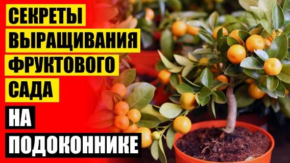 😎 КУПИТЬ КАРЛИКОВЫЕ ДЕРЕВЬЯ В КРЫМУ 👌 МИНИ ДЕРЕВО ХУРМА 👍