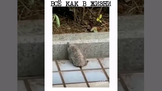 как у людей...