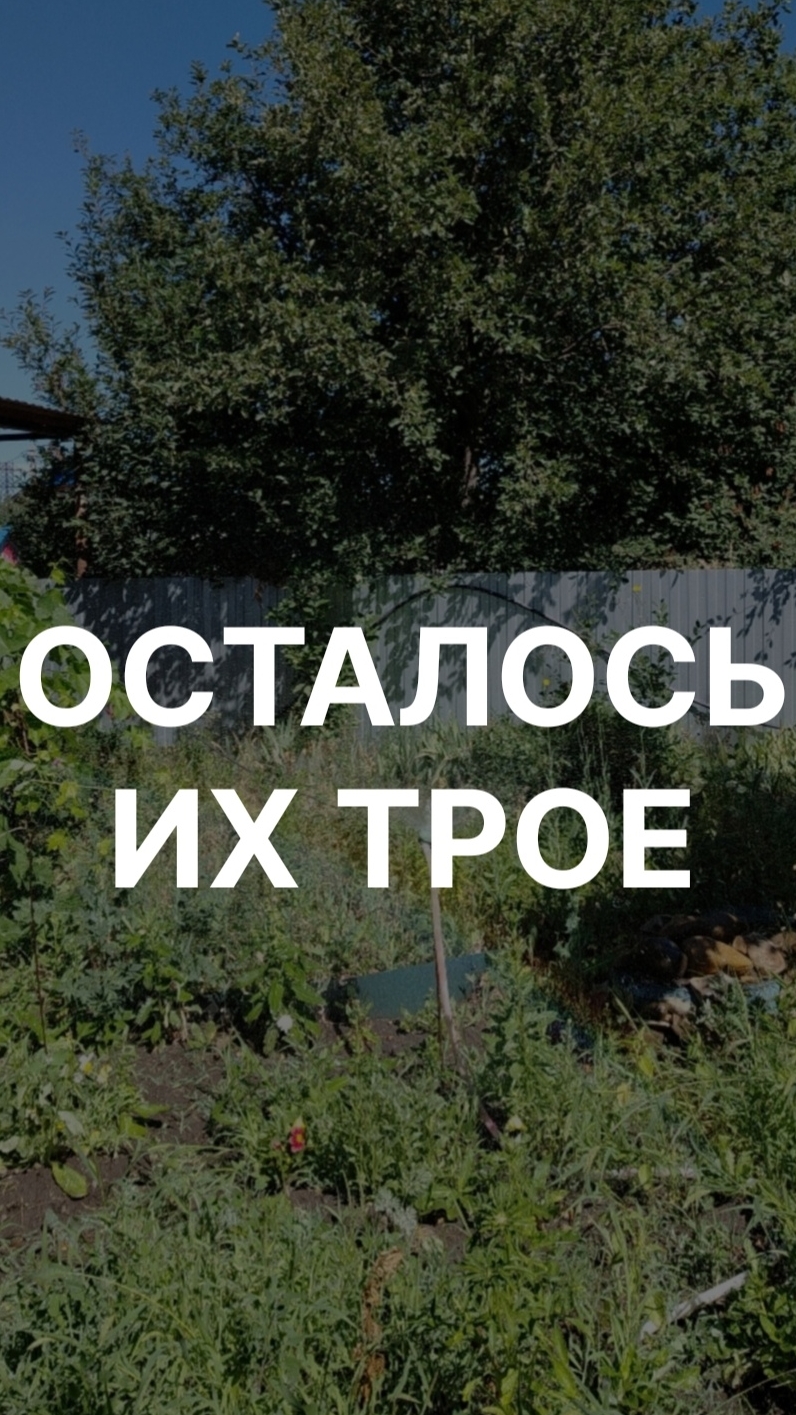 Про арбуз