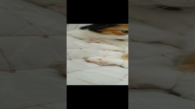 VID_20241020_110812.mp4