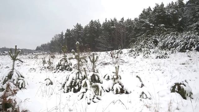 Зима  д. Краски (Волковысский район) 2016 год