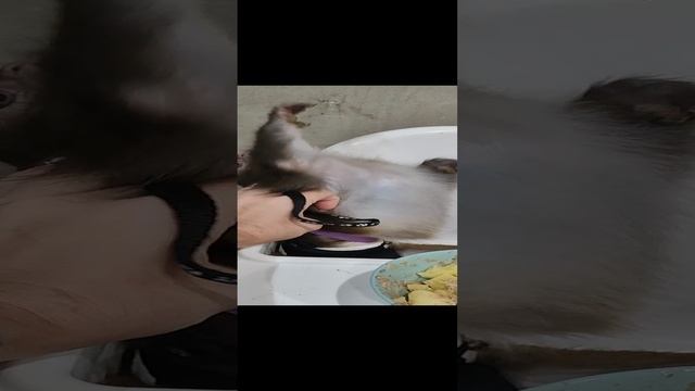 макака резус дома