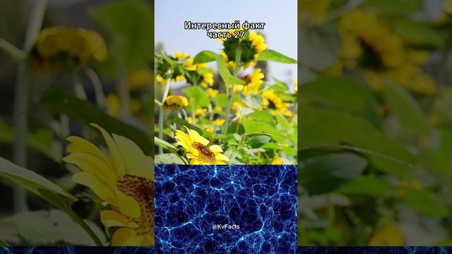Интересный факт ❘ часть 27 #shorts #short #youtubeshorts