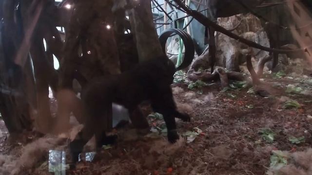 The Center for African Apes at the Lincoln Park Zoo | Ep. 15