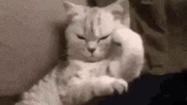 Кошак