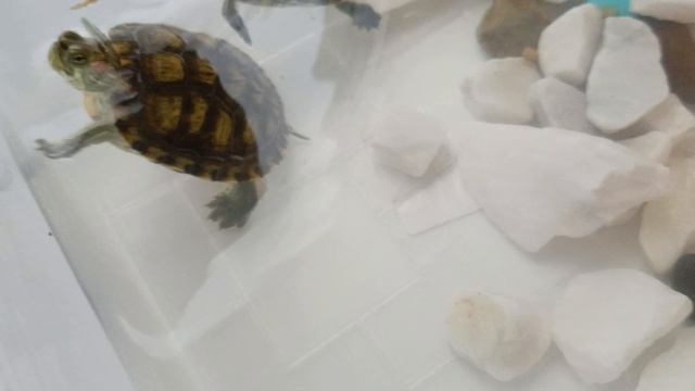 разказ а краснаухих черепах 🐢🐢🐢