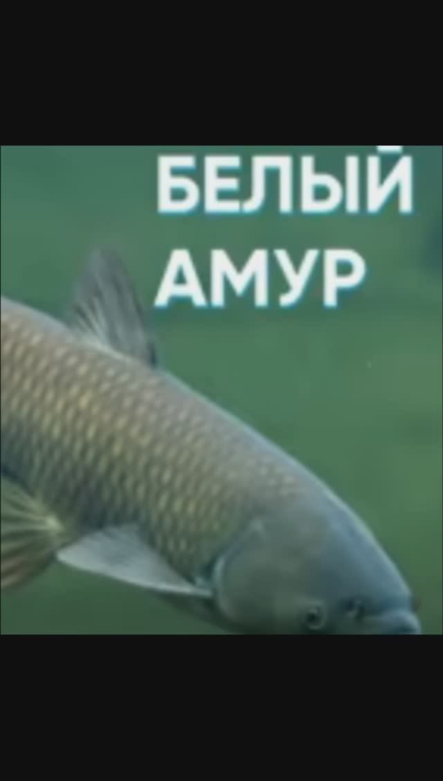 шортс верный белый амур