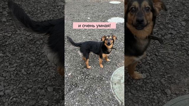 Сью(Афина) победившая смерть, ищет семью🐾, поможете🙏?!?!?! ☎+7(919) 068-01-78