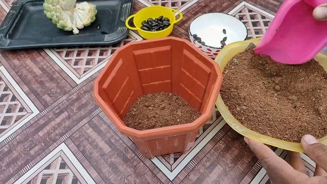 How to grow Sugar Apple  Custard Apple from seeds .