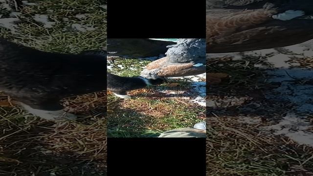 Знакомство с глухарём