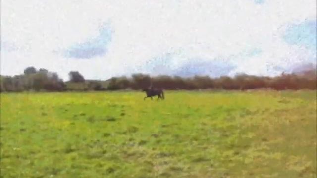 bordem video created with 2.6 old version of movie maker