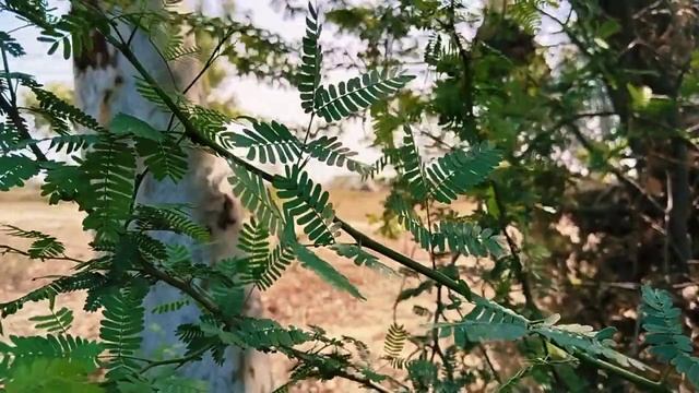 Beautiful Tree Swaying in The Wind 4K Video