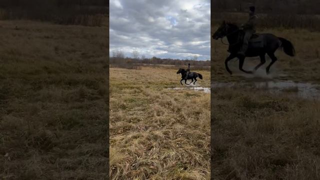 Жеребец-производитель Кабардинской породы, Белгородская обл. 89606204820