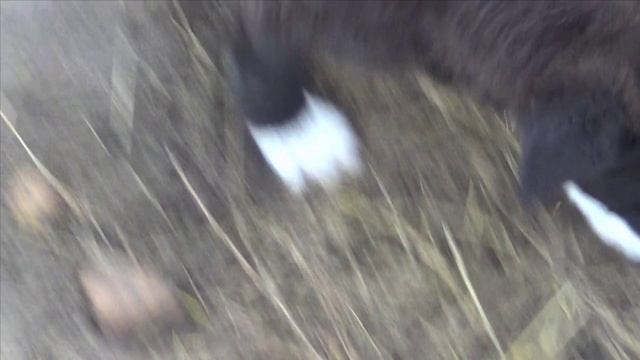 КУЗЯ, щенок со сложной судьбой. Мама 5-я хозяйка