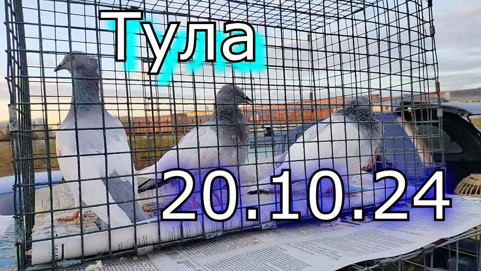 Ярмарка голубей г.Тула 20.10.24