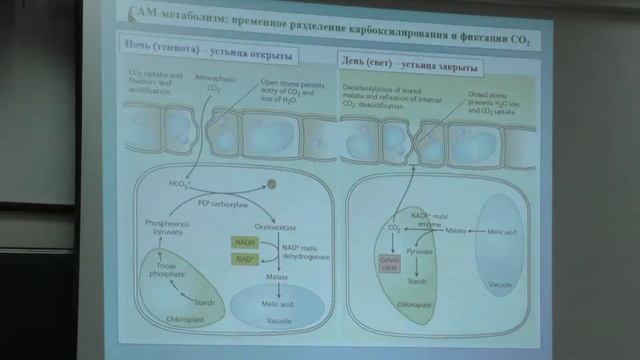 7. Фотосинтез, минеральное питание. Физиология растений I - Носов А. М. Teach-in.
