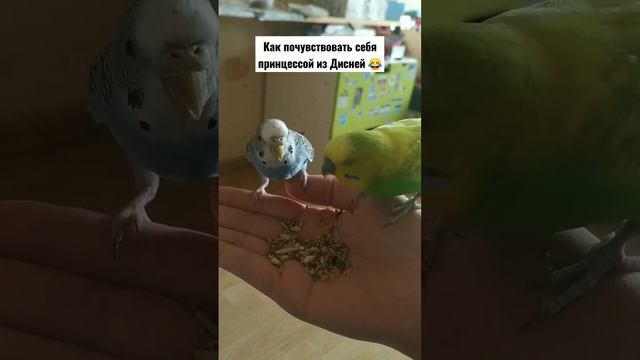 попугайчики