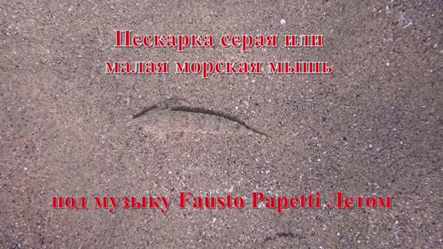 10. Пескарка серая или малая морская мышь  под музыку Fausto Papetti Летом HD