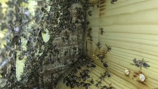 Колодное пчеловодство (часть 4). Два месяца спустя.