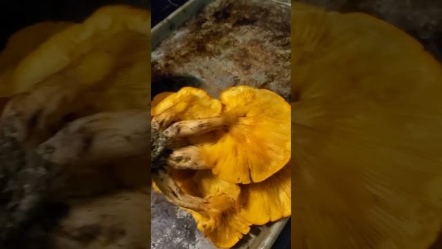 Jack O' Lantern Mushrooms