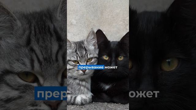 Почему нельзя будить кошек во время сна?