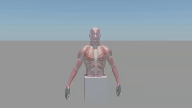 Digital Bard Sample: 3D Modeling of Muscle Anatomy