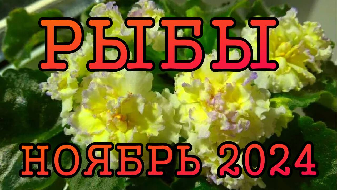 РЫБЫ таро прогноз на НОЯБРЬ 2024 года.