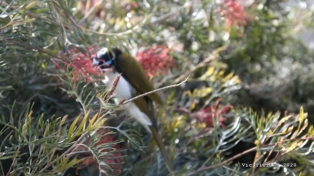 More Blue-faced Honeyeaters out the window