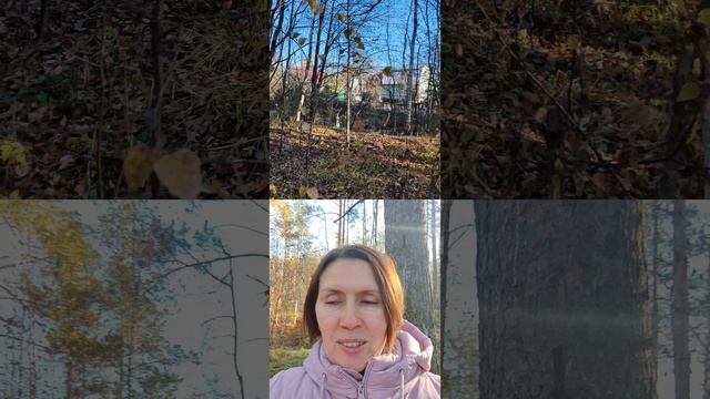 Дача лес чистое озеро