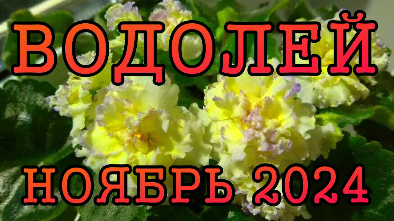 ВОДОЛЕЙ таро прогноз на НОЯБРЬ 2024 года.