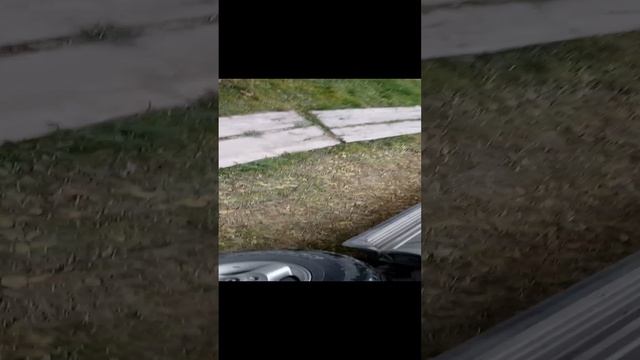 Приехали с Лисой в гости на дачу.
