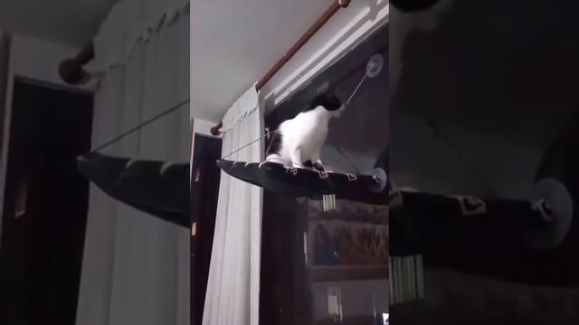 Коты не умеют жить скучно