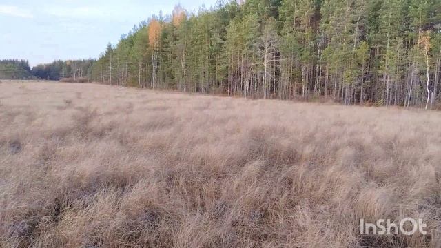 Сестрорецкое болото. Экотропа. Санкт-Петербург. Белоостров.