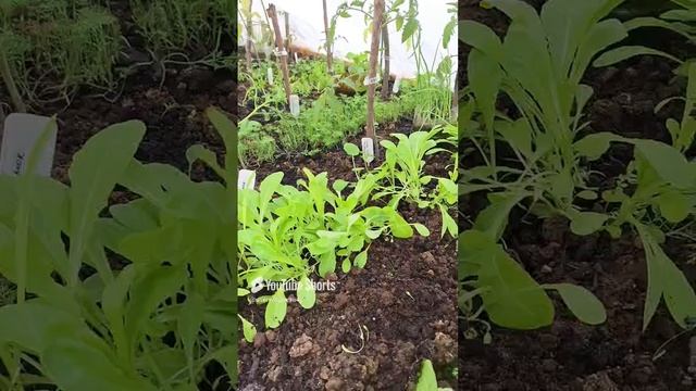 Царство зеленушки.Посеяно в начале апреля.