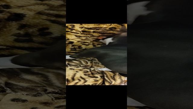 #shorts Амстафф и курица