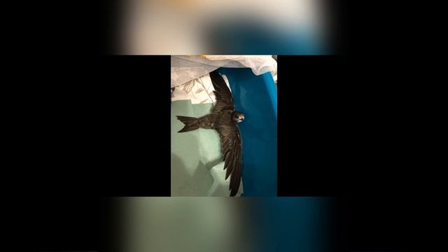 Замечательная история одного стрижа)