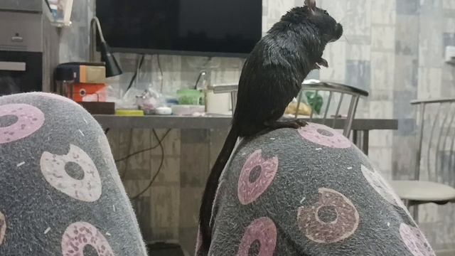 песчанка💗🤗😘
