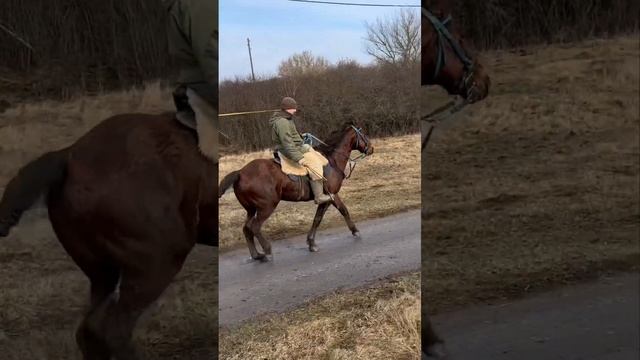 Жеребец Кабардинской породы Тамерлан о.Темрюк| Белгородская обл.