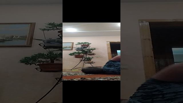 VID_20241019_231939.mp4