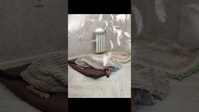 моя собака