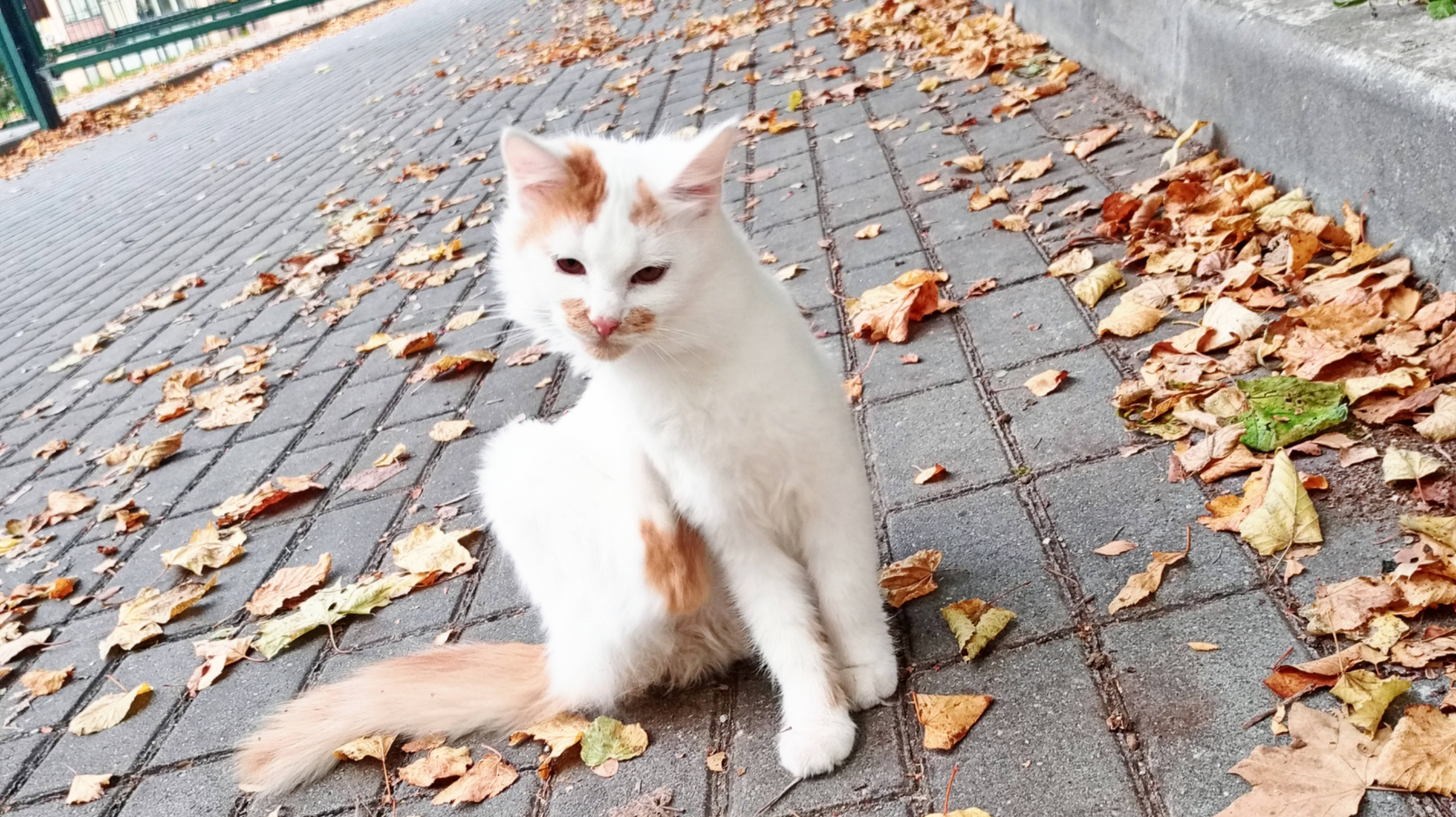 КОРМЛЮ УЛИЧНЫХ КОТОВ