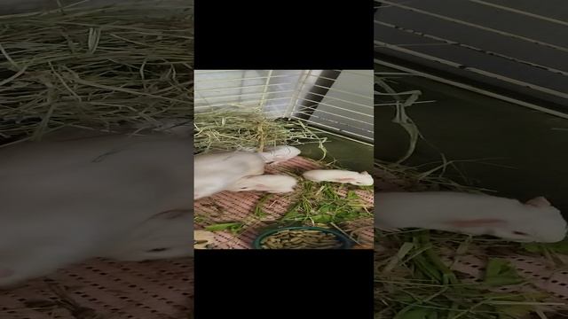 Новорожденные поросята 🎂