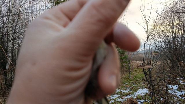 Ловля певчих птиц 20.10.24.