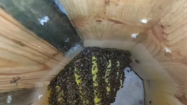 Колодное пчеловодство ( часть 3). Месяц спустя.