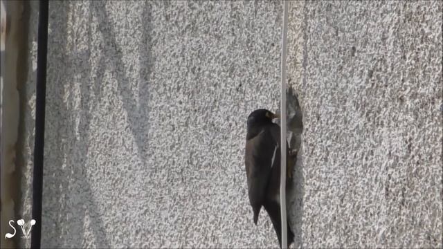Myna. How to avoid paying rent ;)